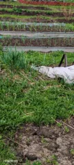 Земельный участок 529+/-16 кв.м, Новосибирская область, МО Березовский сельсовет, н.с.т. «Автомобилист-2», участок 82, кадастровый номер 54:19:171001:104