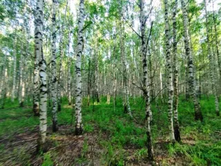Земельный участок, 495300 кв.м, Нижегородская область, Сокольский район Имущество АО «КАПИТАЛ АСИСТАНС»: земельный участок, кадастровый номер 52:07:0800006:1592, 495300 кв.м. Земельный участок для индивидуального жилищного строительства, земли населенных пунктов, кадастровый номер…