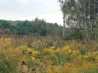 Земельный участок 997 кв. м, кадастровый номер 52:13:0120203:324, Чкаловский район, Нижегородская область Предметом аукциона в электронной форме является право заключения договора аренды земельного участка, находящегося в государственной собственности Нижегородской области, с кадастровым номером…