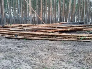 Древесина сосны, ели, березы, осины, ольхи 1709,05 м³ в Чувашии. Куб.м. всего/деловой: сосна – 1654,51/603,26, ель - 0,06/0,0, береза - 42,71/2,22, осина 3,81/0,0, ольха серая - 1,14/0,0. Итого: 1709,05/916,62. Получена при расчистке охранной зоны линий электропередач на территории Чебоксарского…