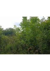 Дача 12,3 кв.м и участок 600 кв.м, липецкая область. Нежилое здание, площадь: 12,3кв.м., кадастровый номер: 48:19:6300202:1192 и земельный участок, площадь: 600кв.м., категория земель: земли населенных пунктов, разрешенное использование: для ведения садоводства и огородничества, кадастровый номер…