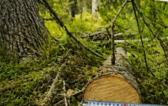 Древесина пород ель, береза, сосна, осина, иной породы, в виде стволов, частей стволов, бревен, чурок, дров (годные остатки) Стволы деревьев породы ель, (3 шт.); Стволы деревьев породы береза, 4 шт.; стволы деревьев породы сосна, 2 шт.; стволы деревьев породы осина, 1 шт., (7 шт.); Часть ствола…