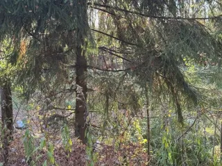 Земельный участок 993 кв.м Московская область Кадастровый номер 50:16:0102002:1262 Вид разрешённого использования 2.1