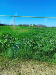 Земельный участок 2000 м² Краснодарский край Земельный участок под ИЖС, кадастровый номер: 23:08:0704060:357, площадь: 2000+/-16, собственность, Краснодарский край, Ейский муниципальный район, Камышеватское сельское поселение, ст. Камышеватская, ул.Красная, д.10Г.