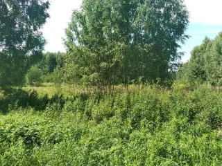 Земельный участок 1506 кв.м, Нижегородская обл, Сокольский р-н, кадастровый номер 52:07:0600032:586, площадь 1506 по адресу Нижегородская обл, р-н Сокольский, с/с Волжский, д Рошвенская, ул Цветочная, д 24, основной вид разрешенного использования: 2.1.