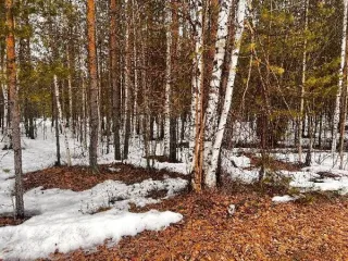 Земельный участок 631 кв.м, СТ №64 «Светлое», ХМАО-Югра. Ежегодный размер арендной платы за земельный участок с кадастровым номером 86:10:0102001:2485, площадью 631 кв. м, местоположение: Ханты-Мансийский АО – Югра, город Сургут, СТ № 64 «Светлое», участок № 3, категория земель – земли населенных…