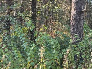 Земельный участок 993 кв.м Московская область Кадастровый номер 50:16:0102002:1262 Вид разрешённого использования 2.1