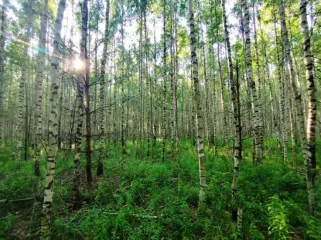 Земельный участок, 495300 кв.м, Нижегородская область, Сокольский район Имущество АО «КАПИТАЛ АСИСТАНС»: земельный участок, кадастровый номер 52:07:0800006:1592, 495300 кв.м. Земельный участок для индивидуального жилищного строительства, земли населенных пунктов, кадастровый номер…