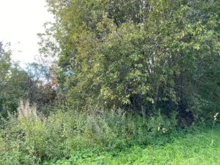 Аренда земельного участка 1494 кв.м. для ЛПХ в г.о. Клин (КН 50:03:0030115:762) Вид разрешённого использования земельного участка: 2.2