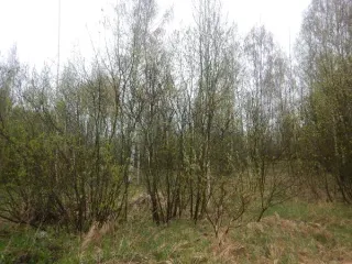 Земельный участок для ИЖС, 1202 кв.м, Санкт-Петербург, внутригородское муниципальное образование Санкт-Петербург поселок Понтонный, Корчминская улица, земельный участок 40, кадастровый номер 78:37:0017501:5487, основной вид разрешенного использования: для индивидуального жилищного строительства…