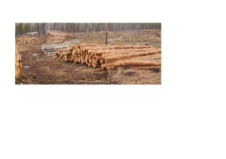 Древесина смешанных пород в объеме 5622 куб. метров. Место хранения древесины: Свердловская область, Пригородный район, в границах земельного участка с кадастровым номером 66:19:0103006:415. Древесина смешанных пород в объеме 5622 куб. метров. Место хранения древесины: Свердловская область…