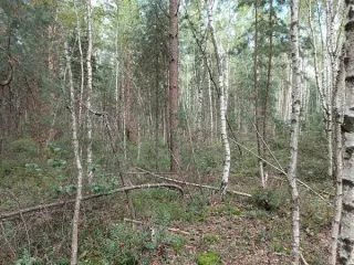 Земельный участок 585 кв.м, Московская область, с КН 50:25:0070202:613, площадь 585, кадастровый номер 50:25:0070202:613, основной вид разрешенного использования 2.2.