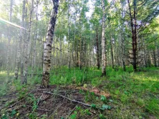Земельный участок, 495300 кв.м, Нижегородская область, Сокольский район Имущество АО «КАПИТАЛ АСИСТАНС»: земельный участок, кадастровый номер 52:07:0800006:1592, 495300 кв.м. Земельный участок для индивидуального жилищного строительства, земли населенных пунктов, кадастровый номер…