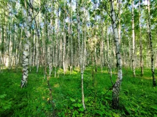 Земельный участок, 495300 кв.м, Нижегородская область, Сокольский район Имущество АО «КАПИТАЛ АСИСТАНС»: земельный участок, кадастровый номер 52:07:0800006:1592, 495300 кв.м. Земельный участок для индивидуального жилищного строительства, земли населенных пунктов, кадастровый номер…