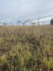 Земельный участок 669 кв.м в Пермском крае, Пермский муниципальный округ, деревня Большакино. Кадастровый номер: 59:32:4090017:5558.