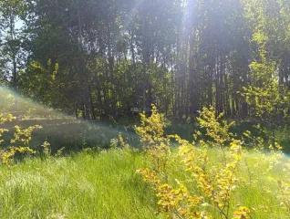 Земельный участок 64 000 кв.м, Калининградская обл., Гурьевский р-н. Земельный участок - 64 000 +/- 2 214 кв. м, адрес: местоположение установлено относительно ориентира, расположенного в границах участка, почтовый адрес ориентира: Калининградская обл., Гурьевский р-н, ТОО «Прибрежное-1»…