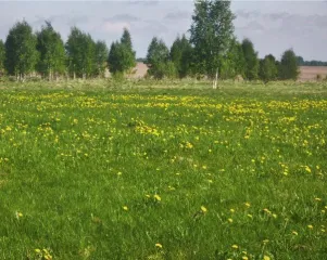 Земельный участок Лот№ 1 
Основной вид разрешенного использования: 1.0 
Кадастровый номер земельного участка: 67:13:0490101:393 
Площадь земельного участка: 313530 
Вспомогательный вид разрешенного использования: 1.0 
Территориальные зоны: agriculturalLandUseZ 
