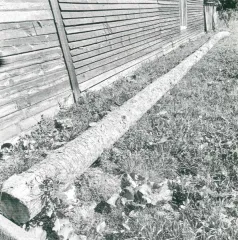 Сосна 6.3 м3. 2 хлыста дерева породы "сосна". Срублен предположительно январь 2024 года. Хранился на открытой площадке, почернел, кора отслаивается. Находится Красноярский край, Большемуртинский район, с. Юксеево, на данный момент состояние ухудшилось.