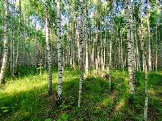 Земельный участок, 495300 кв.м, Нижегородская область, Сокольский район Имущество АО «КАПИТАЛ АСИСТАНС»: земельный участок, кадастровый номер 52:07:0800006:1592, 495300 кв.м. Земельный участок для индивидуального жилищного строительства, земли населенных пунктов, кадастровый номер…