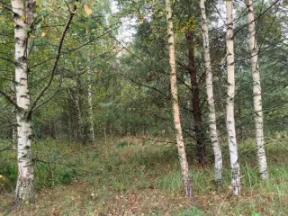 Земельный участок 1506 кв.м Нижегородская обл, р-н Сокольский, с/с Волжский, д Рошвенская, ул Центральная, д 38, кадастровый номер 52:07:0600032:539. Основной вид разрешенного использования: 2.1