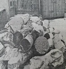 Береза 6,19 м³. Деревья породы береза, общим объемом 6,19 м.куб., распиленные на чурки. Частично сгнившее. Невозможно использовать в качестве средства отопления, так как потеряны свойства высокой теплоотдачи. Товаросопроводительные документы не передавались. Погрузка и транспортировка имущества с…