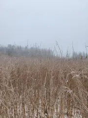 Земельный участок 1501 кв.м, Московская область. Кадастровый номер: 50:25:0010116:485. Вид разрешённого использования: 2.2.