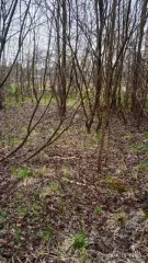 Земельный участок. Рыбинский район, д. Волково. Макаровский сельский округ. Для ведения личного подсобного хозяйства 910 м2. Кадастровый номер 76:14:040251:45. Отсутствует подъезд к земельному участку. Участок густо зарос деревьями.