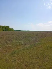 Земельный участок 260000 кв.м, с/х назначения, Курганская область, Кетовский р-н, в границах сельскохозяйственного предприятия им. Чапаева, кадастровый номер 45:08:000000:7877.
