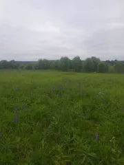 Земельный участок 1500 кв. м, доля 1/8. Архангельская область, Устьянский муниципальный район, МО «Шангальское», д. Юрятинская. Кадастровый номер: 29:18:110501:632. Категория земель: земли населенных пунктов. Вид разрешенного использования: для индивидуального жилищного строительства. Участок…