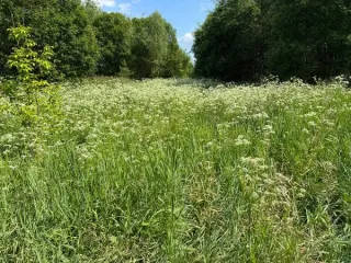 Земельный участок Московская область, Богородский городской округ, д. Горки, кадастровый квартал 50:16:0401010, площадью 565 кв.м, категория земель «земли населенных пунктов», вид разрешенного использования «для индивидуального жилищного строительства». Вид разрешённого использования: 2.1
