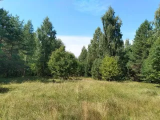 Земельный участок 1525 кв.м, Нижегородская обл, Сокольский р-н, кадастровый номер 52:07:0600032:846, площадь 1525, адрес: Нижегородская обл, р-н Сокольский, с/с Волжский, д Шишово, ул Набережная, д 7. Основной вид разрешенного использования: 2.1.