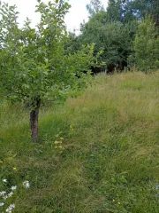 Земельный участок, 572 кв.м, СНТ "Оргстрой", линия 8, уч. 208, Ленинградская область, адрес: Ленинградская область, Волховский муниципальный район, Кисельнинское сельское поселение, массив Пупышево, СНТ "Оргстрой", линия 8, уч. 208, кадастровый номер 47:10:1339006:16.