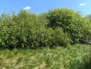 Земельный участок 104 000 +/- 113 кв. м, кадастровый номер 39:03:080821:139, местоположение установлено относительно ориентира, расположенного в границах участка, почтовый адрес ориентира: Калининградская обл., Гурьевский р-н, юго-западнее п. Голубево, с северо-запада от железной дороги. Категория…