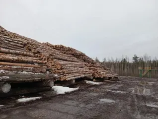 Баланс сосновый 2046,835 куб. м. Количество и породный состав древесины: баланс сосновый в количестве 2046,835 куб. м