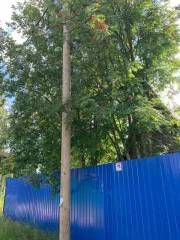 Земельный участок 764 кв.м., ХМАО-Югра. Категория земель: земли сельскохозяйственного назначения, разрешенное использование: под садоводство. Находится по адресу: Ханты-Мансийский автономный округ - Югра, р-н Нефтеюганский, урочище «Сингапайский остров», район КНС-7, СНТ «Энергетик», участок № 56…