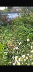 Жилое строение 15 кв.м. и участок 400 кв.м., Челябинская обл. Здание 15 кв.м. и земельный участок 400 кв.м. в Челябинске еще Жилое строение без права регистрации проживания, расположенное на садовом земельном, площадь 15 кв.м., назначение: Нежилое, количество этажей: 1, адрес (местонахождение)…