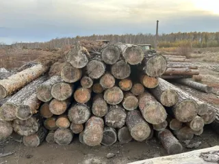 Drevesina assortiment. Древесина в ассортименте согласно приложению. Проверка исправности имущества не проводилась. Товаросопроводительные документы не передавались. Погрузка и транспортировка имущества с места хранения осуществляется покупателем силами и за его счет. Продавец не несет…