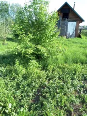 Земельный участок, площадь 3777 +/- 22 кв.м., адрес (местонахождение): Россия, Алтайский край, Первомайский район, п.Нижняя Петровка, ул.Хохловка 2, кадастровый номер: 22:33:051401:283.