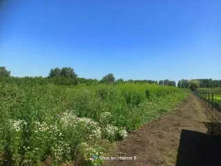 Земельный участок площадью 3982 м2 и жилой дом площадью 35.3 м2, расположенные по адресу: Республика Башкортостан, Чишминский район, сельское поселение Новотроицкий сельсовет, деревня Александровка, улица Полевая, дом 9. Кадастровый номер участка: 02:52:100201:22, кадастровый номер дома…