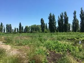Право аренды земельного участка площадью 70 000 кв.м., категория земель: земли населенных пунктов, вид разрешенного использования: овощеводство, кадастровый номер 23:15:0602000:323, расположенный по адресу: Краснодарский край, Крымский район, в границах ТОО «Горизонт», секция 9, часть контура 8…