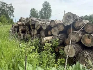 Сосна хлысты 126,35 куб.м, сруб 2025, Красноярский край, Березовский район 53 хлыста древесины породы сосна, в объеме 126,35 куб.м. Древесина хвойной породы. Хранится на открытой местности. Сруб 2025года. Местонахождение: Красноярский край, Березовский район, Маганское участковое лесничество (1181…