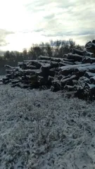 Древесина сосна, береза, осина 821.80 куб.м. Общий объем 821,80 куб.м, в том числе: сосна 319,30 куб.м (деловая 250,70 куб.м.; дровяная 68,60 куб.м.); береза 496,80 куб.м (деловая 57,00 куб.м.; дровяная 439,80 куб.м.); осина 5,70 куб.м (дровяная 5,70 куб.м.). Цена древесины: 229 613,04 руб., в том…