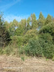 Земельный участок КН 50:06:0050502:1542 площадью 2316 кв.м, Московская область. Площадь земельного участка: 2316. Кадастровый номер земельного участка: 50:06:0050502:1542. Основной вид разрешенного использования: 2.2