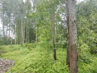 Земельный участок 1210 кв.м для индивидуального жилищного строительства по адресу: Санкт-Петербург, город Павловск, Главная улица, участок 5. Кадастровый номер 78:42:0016301:3024.