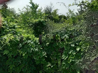 Земельный участок 500 кв.м Самарская область 1/2 на земельном участке, площадь 500, назначение: Земли населенных пунктов, адрес: Россия, Самарская область, Куйбышевский р-н, г. Самара, Подстепновка, линия 4, дом 142, кадастровый номер: 63:01:0417004:907.