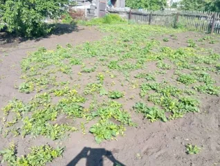 Земельный участок 554 кв.м, Новосибирская обл., с. Благодатное, садовое товарищество "Заречное", Карасукский район, земельный участок 35, кадастровый (условный) номер: 54:08:025901:49, вид собственности: индивидуальная.