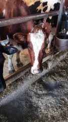 Крупный рогатый скот (коровы, в том числе дойная) в количестве 10 голов, идентификационные номера: 91066, 91060, 83598, RUlal 7Ьас7093024, 2890, 81320, 93054, 2879, 81306, 81312.