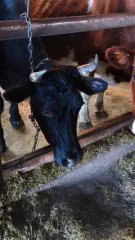 Молодняк КРС 17 голов, телята, идентификационные номера: 6521, 6803, 6890, 6978, 6938, 6653, 6881, 6829, 6902, 6613, 6892, 6634, 6869, 6536, 6589, 6901, 6879.