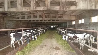 Стойловое стационарное оборудование 2d