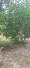 Жилой дом 45 кв.м., земельный участок 645 кв.м., Краснодарский край Земельный участок, местоположение установлено относительно ориентира, расположенного в границах участка. Почтовый адрес ориентира: Краснодарский край, р-н Гулькевичский, с/т "Отдых", ул. Полевая, 37. Площадь 645 кв. м., кадастровый…